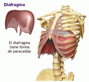 diafragma