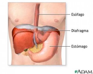 diafragma2