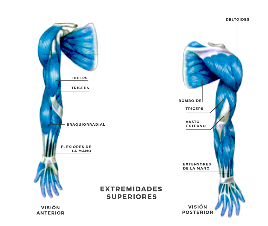 musculos extremidades superiores