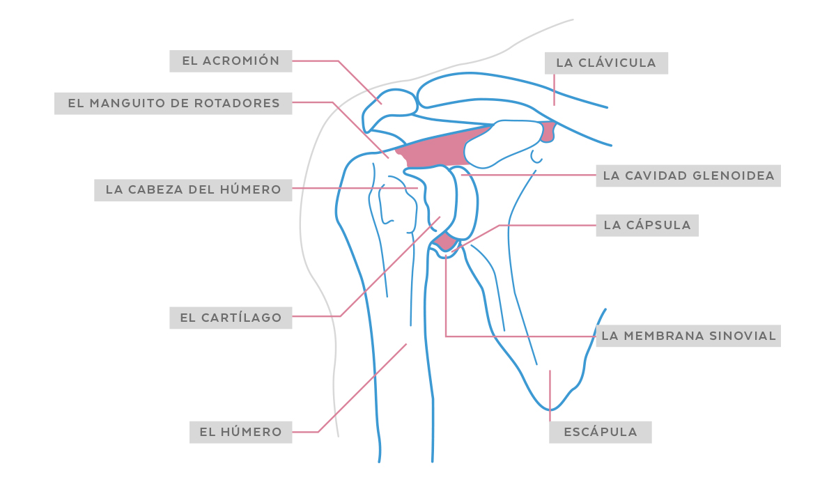 manguito de los rotadores