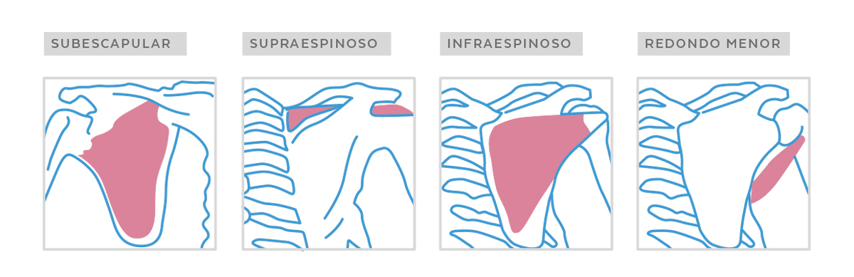 Anatomía de los Manguitos de Rotadores