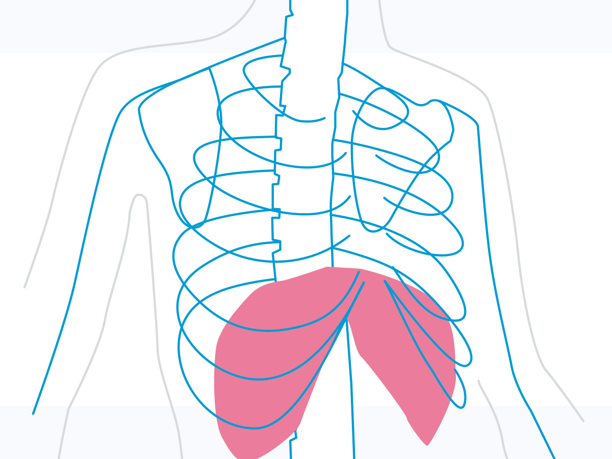 Todo sobre el Diafragma - Fisioterapia Goya