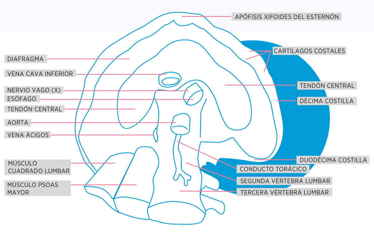 Todo sobre el Diafragma - Funciones y Tratamientos - Fisioterapia Goya