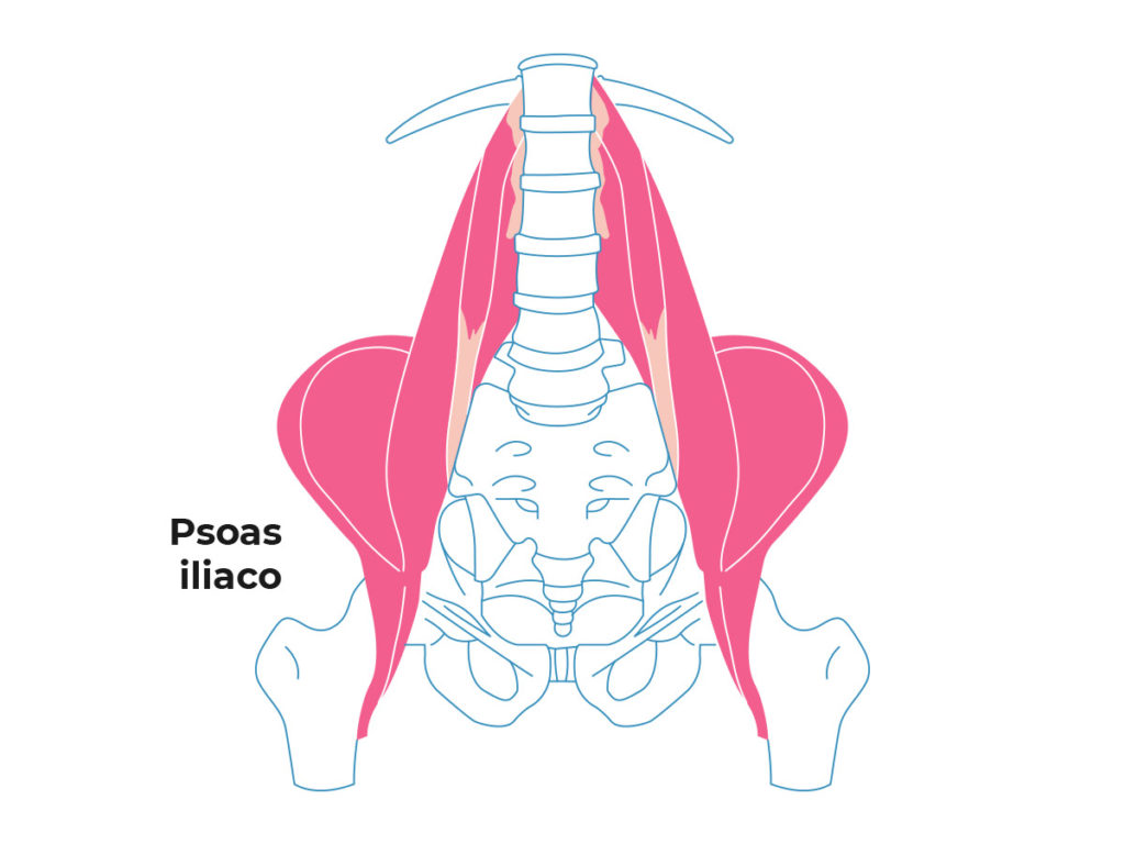 El músculo iliopsoas o psoas ilíaco