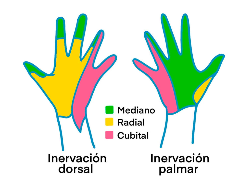 ¿Qué hago si se me duerme la mano? - Invervación dorsal y palmar